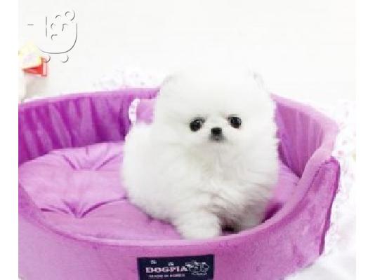 PoulaTo: Χαριτωμένα Pomeranian κουτάβια για