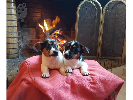 PoulaTo: Jack russell