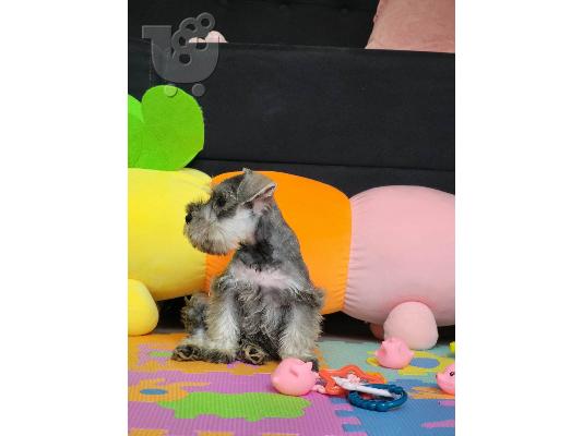 Μινιατούρα Schnauzer