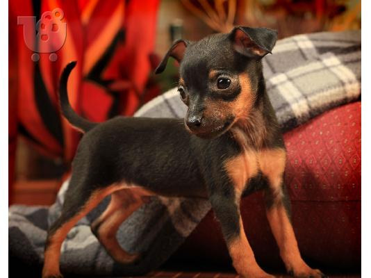 PoulaTo: Pinscher mini