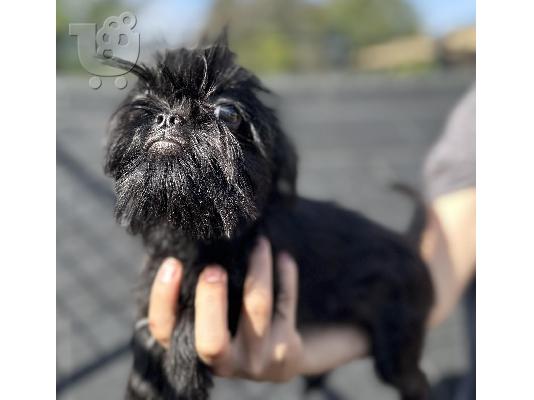 Petit Brabancon και Griffon κουτάβια