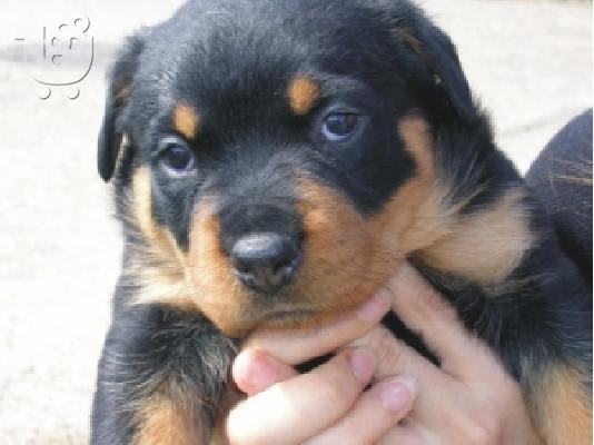 Πωλουνται ROTTWEILER Ροτβάιλερ