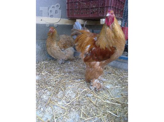 PoulaTo: πωλουνται κοτες brahma