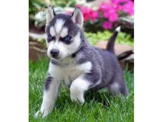 PoulaTo: Χαριτωμένα κουτάβια Husky Σιβηρίας