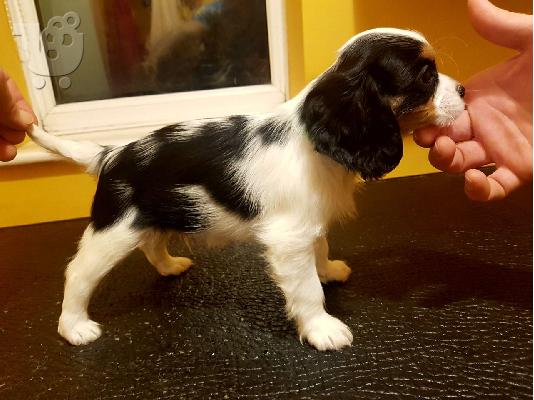 PoulaTo: Έχω τα κουτάβια Cavalier King Charles Spaniel προς πώληση.