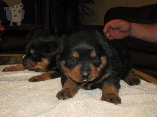 rottweiler