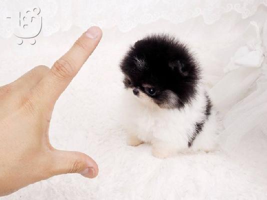 PoulaTo: χαριτωμένα κουτάβια pomeranian για μετακόμιση