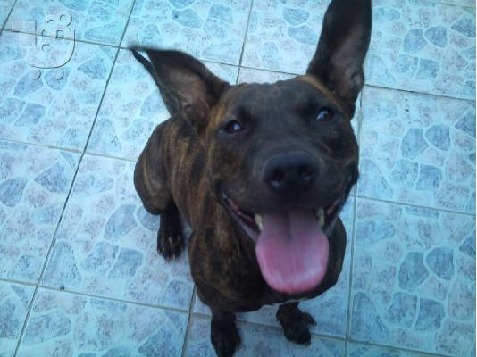 pitbull