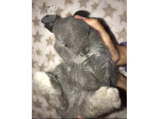 Mini Lop καθαρόαιμο
