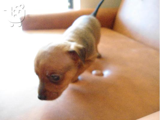 Pinscher