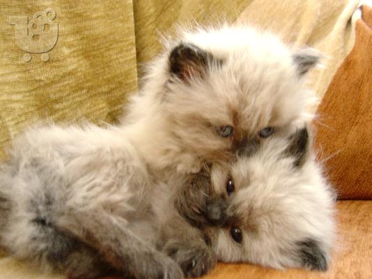 persika himalayians color-point gatakia