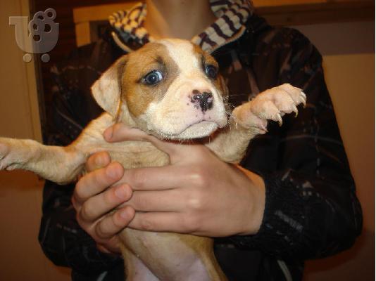 pitbull