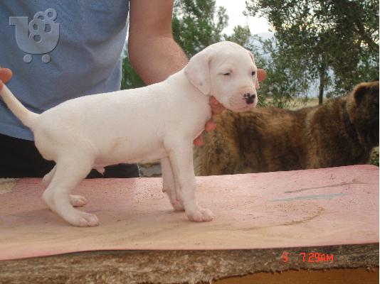 dogo argentino