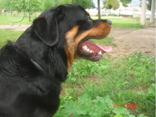ROTTWEILER