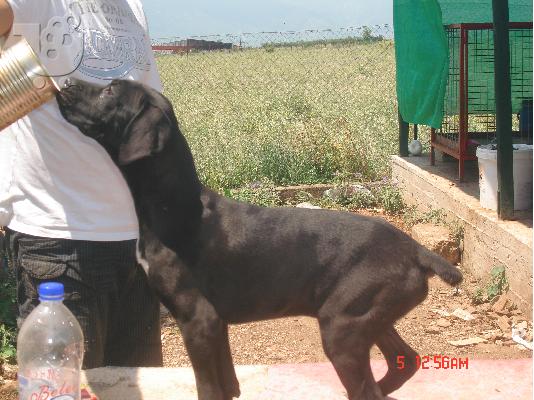 cane corso