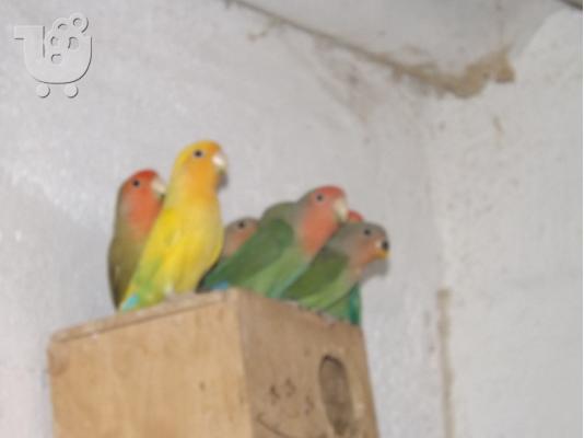 love birds