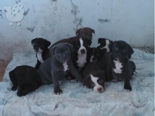 PoulaTo: pitbull