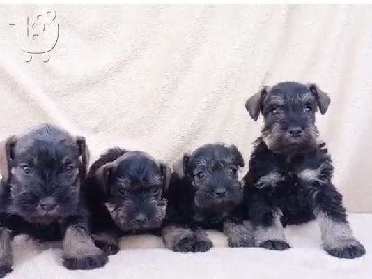 PoulaTo: Schnauzer