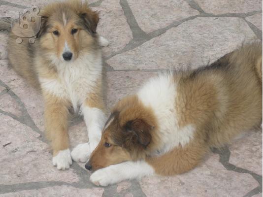 Βασιλικά κουτάβια collie από σπίτι