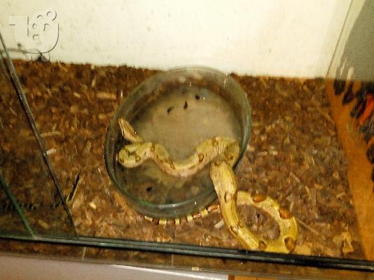 Jungle hypo boa + terrarium