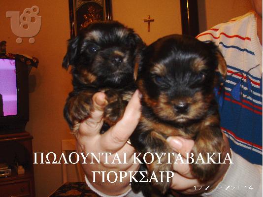 PoulaTo: Πωλείται καθαρόαιμο κουταβάκι Yorkshire mini