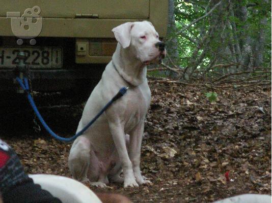 PoulaTo: Zητείται θηλυκό DOGO ARGENTINO για ζευγάρωμα