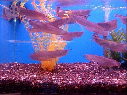 PoulaTo: Υπέροχη σούπερ κόκκινο Arowana και άλλα