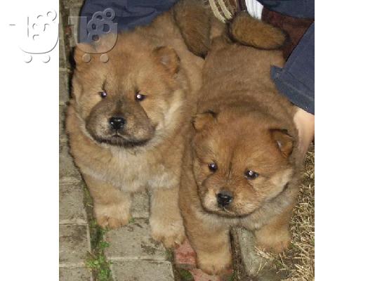 PoulaTo: chow chow