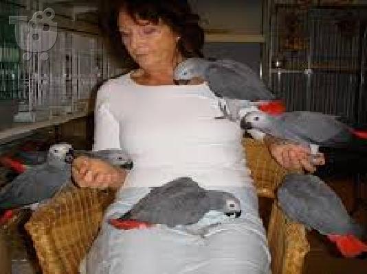 PoulaTo: για την προώθηση Κονγκό Αφρικής γκρι παπαγάλος για € 90
