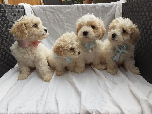 PoulaTo: Beuatiful κουτάβι cavachon διαθέσιμη για υιοθεσία