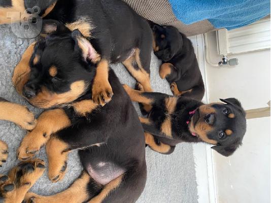 Κουτάβια Rottweiler, έτοιμα να φύγουν τώρα, μόνο 2 αγόρια...