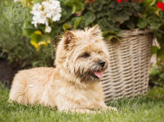 Ποιοτικά, εγγεγραμμένα κουτάβια Cairn terrier