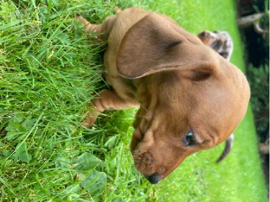 Μινιατούρα Dachshunds