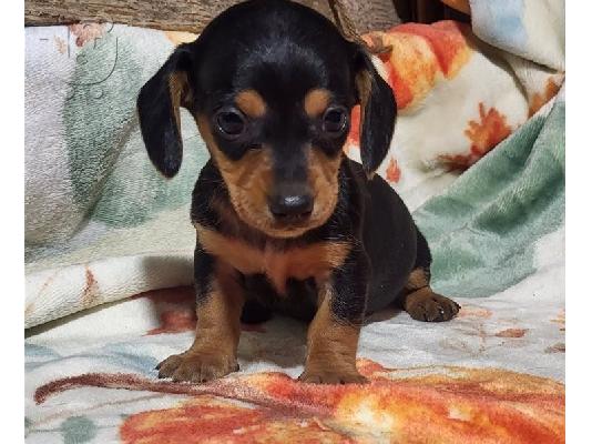 PoulaTo: Μικροσκοπικά κουτάβια Dachshund