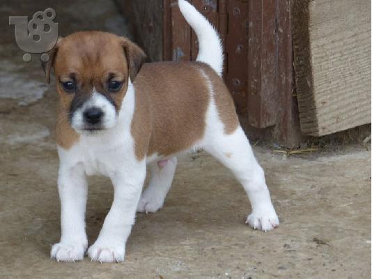PoulaTo: Πανέμορφα κουτάβια Jack Russell.
