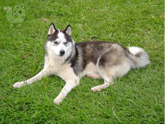 Husky καθαροαιμα και υιγιεστατα κουταβια στις καλυτερες τιμες 6979314054...