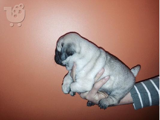 MOPS