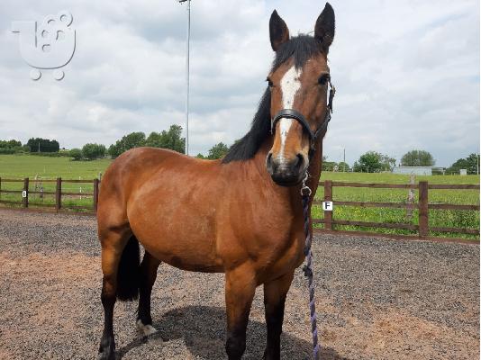 PoulaTo: Energetic και Great Chapion Horse προς πώληση