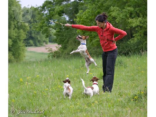 Jack Russell καθαροαιμα 6979314054 ΚΡΗΤΗ-ΑΘΗΝΑ-θεσσαλονικη