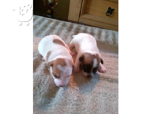 Jack Russell κουτάβια