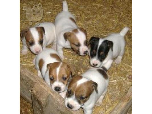 PoulaTo: Jack Russell κουτάβια