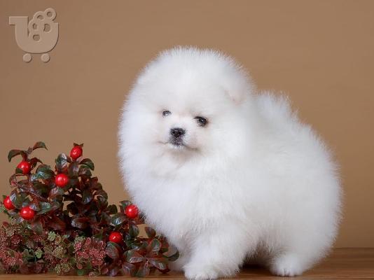 PoulaTo: Δύο φοβερά κουτάβια Pomeranian