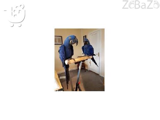 Ygií Macaws kai papagáloi gia Rehoming Parakaló epikoinoníste mazí mas