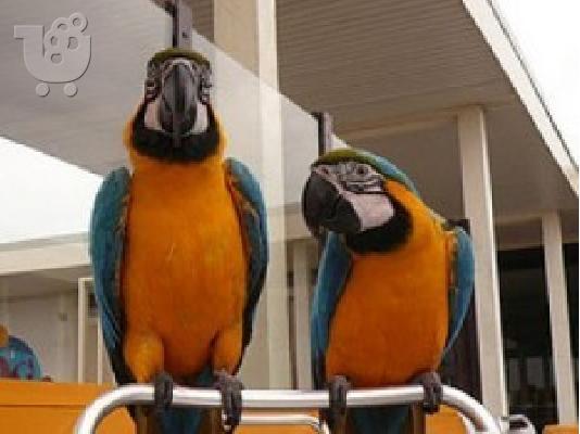 PoulaTo: Όμορφα μπλε και χρυσά Macaws,