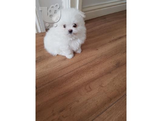 Sweettest Purebred Teacup Μαλτέζικα κουτάβια προς πώληση
