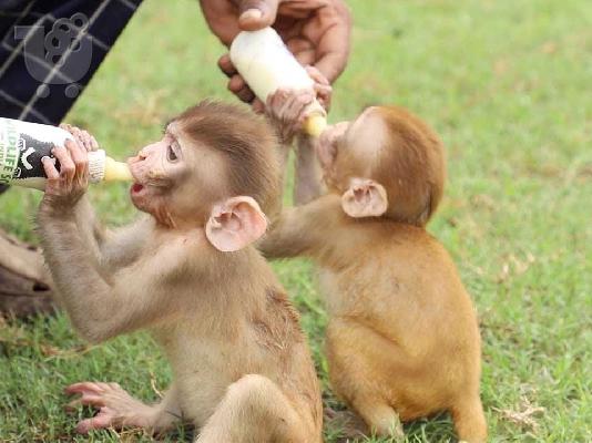 PoulaTo: μωρό capuchin μωρό για 300 €