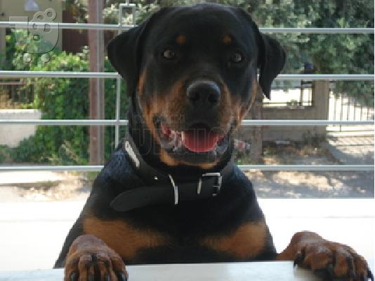PoulaTo: Rottweiler