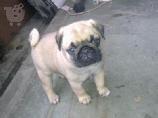 PoulaTo: MOPS