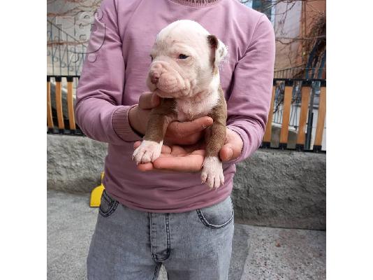 Η Akc εγγράφηκε στο pitbull