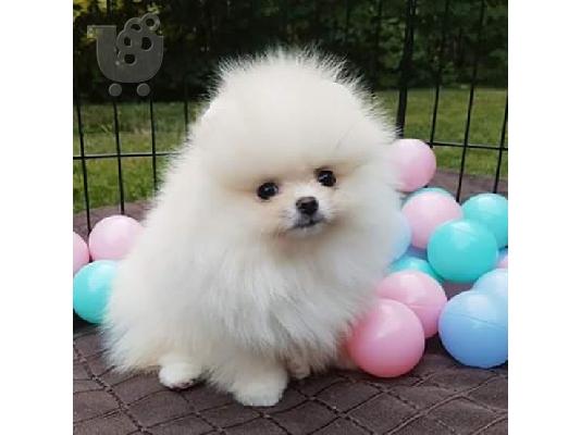 PoulaTo: γλυκά μικρά pomeranian κουτάβια